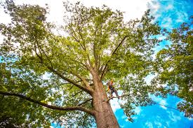 Best Tree Maintenance Programs  in Lake Summerset, IL