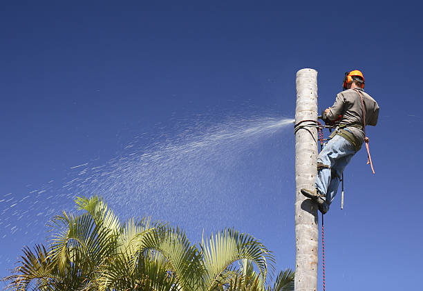 Best Utility Line Clearance  in Lake Summerset, IL